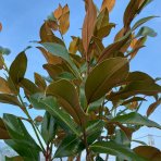 Magnólia veľkokvetá (Magnolia grandiflora) ´GALLISONIENSIS´ - výška 250-270 cm, kont. C25L, obvod kmeňa 6/8 cm - NA KMIENKU